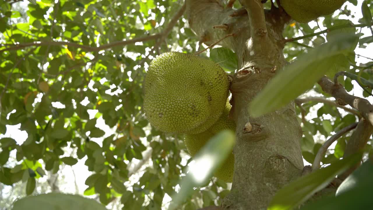 Low angle view jackfruit on tree panning around displaying it's green skin and spikes leaves on tree base of trunk in botanical garden