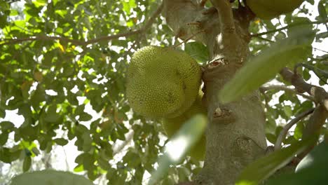 vista de ángulo bajo jackfruit en el árbol panorámica alrededor de la exhibición de su piel verde y picos hojas en la base del árbol del tronco en el jardín botánico