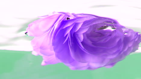 purple ranunculus flower floating on water