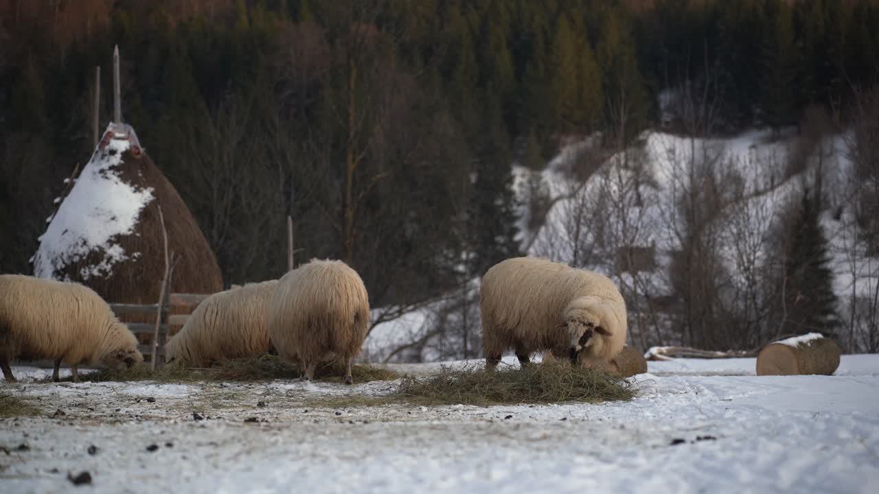 Islandske får med fuld vinterpels klarer den kolde rumænske vinter