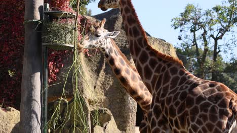 giraffe feeding on foliage at the zoo