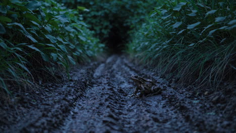 frog on a forest path at dusk