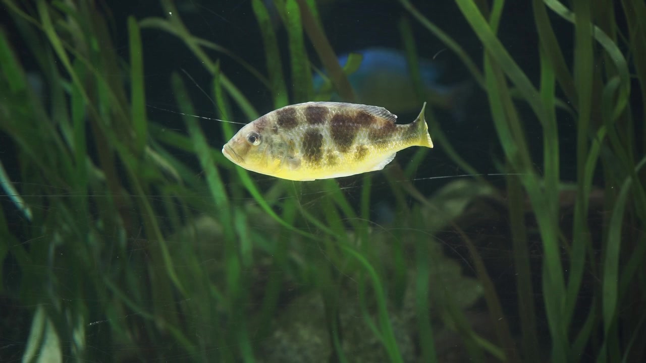 Pesce ciclide maculato che nuota in un acquario piantumato.
