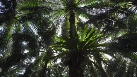 Asplenium-nidus-are-abundant-in-oil-palm-plantations