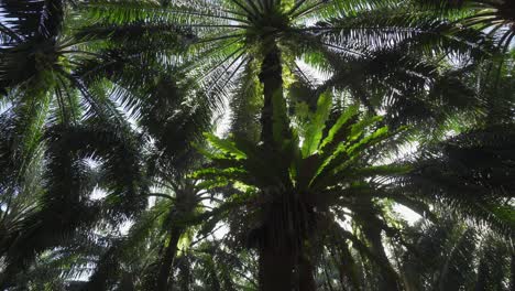 asplenium nidus are abundant in oil palm plantations