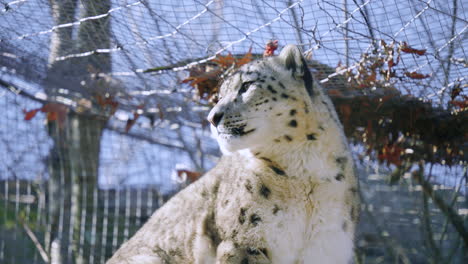 Snow-leopard-at-zoo-looks-around-fron-atop-a-perch