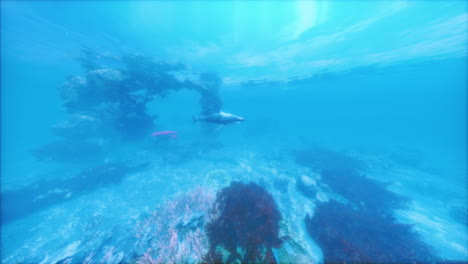 great white shark swimming in crystal clear ocean water near coral reef