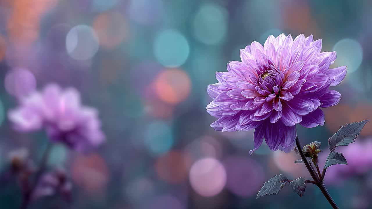Dalia in piena fioritura: una splendida composizione floreale catturata in uno sfondo vivido e sognante con delicati effetti bokeh per evocare tranquillità e bellezza naturale