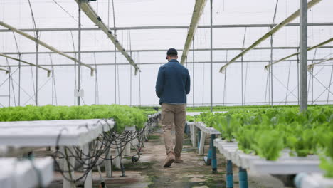 Hydroponic-farm,-lettuce-growth