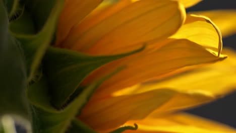 bright yellow sunflower close-up