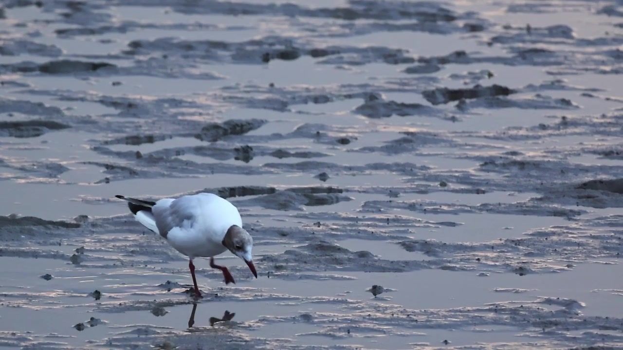 Gaivota-de-cabeça-preta solitária procurando alimento em uma costa lamacenta durante a maré baixa
