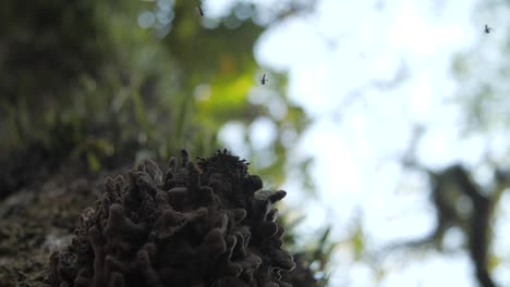 stingless bee hive detail of bees flying in slow motion