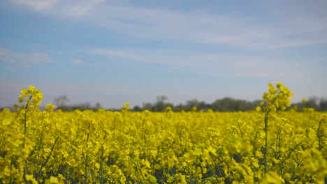 Campo-De-Colza-Floreciendo-Amarillo-Con-Viento-Ligero-Y-Buen-Clima-50fps