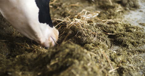 cow eating hay in farm barn agriculture dairy cows in agricultural farm barn 1