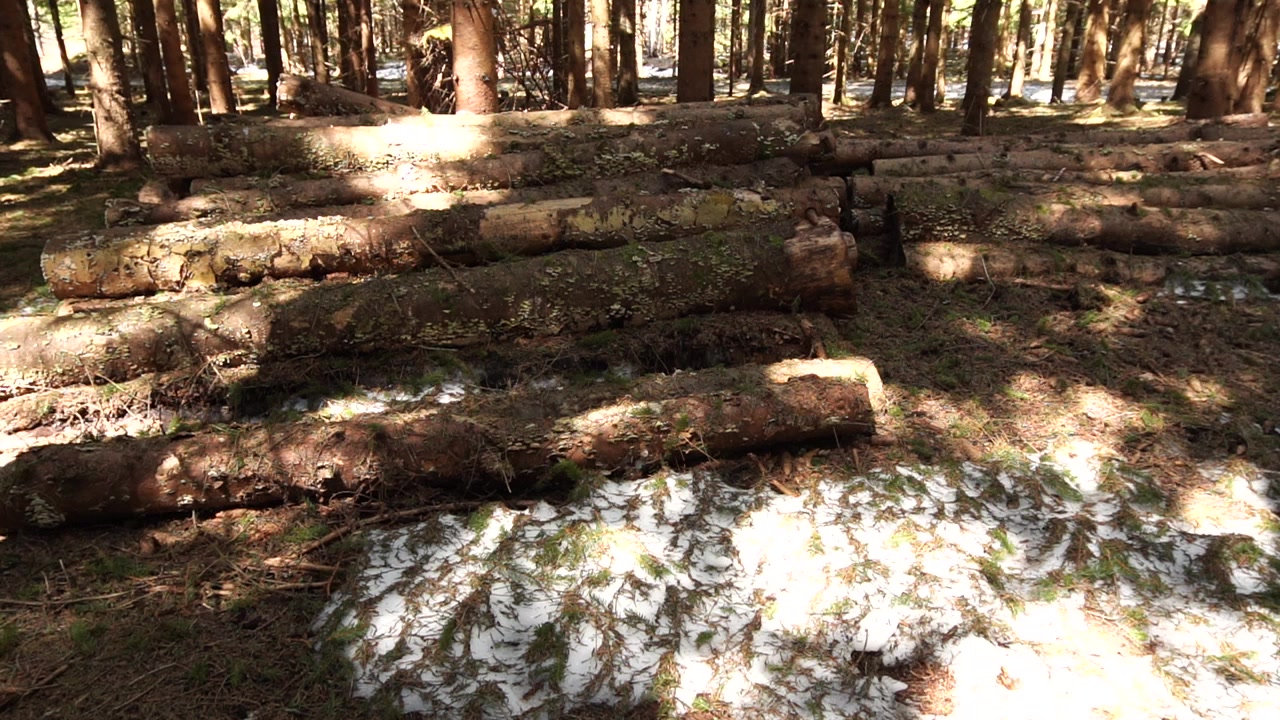 Ripresa all'altezza degli occhi di tronchi impilati in una radura nel bosco. Macchie di neve che si scioglie rimangono a terra tra i tronchi. La luce del sole filtra tra gli alberi, evidenziando la texture ruvida e muschiosa dei tronchi.