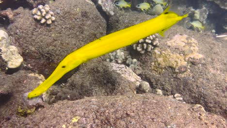 primer plano de un pez trompeta chino amarillo nadando en busca de comida en el arrecife de coral bajo el agua