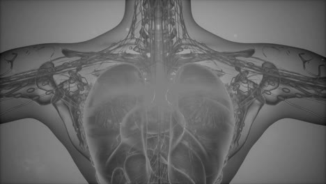 Anatomie-Tomographie-Scan-Des-Menschlichen-Körpers