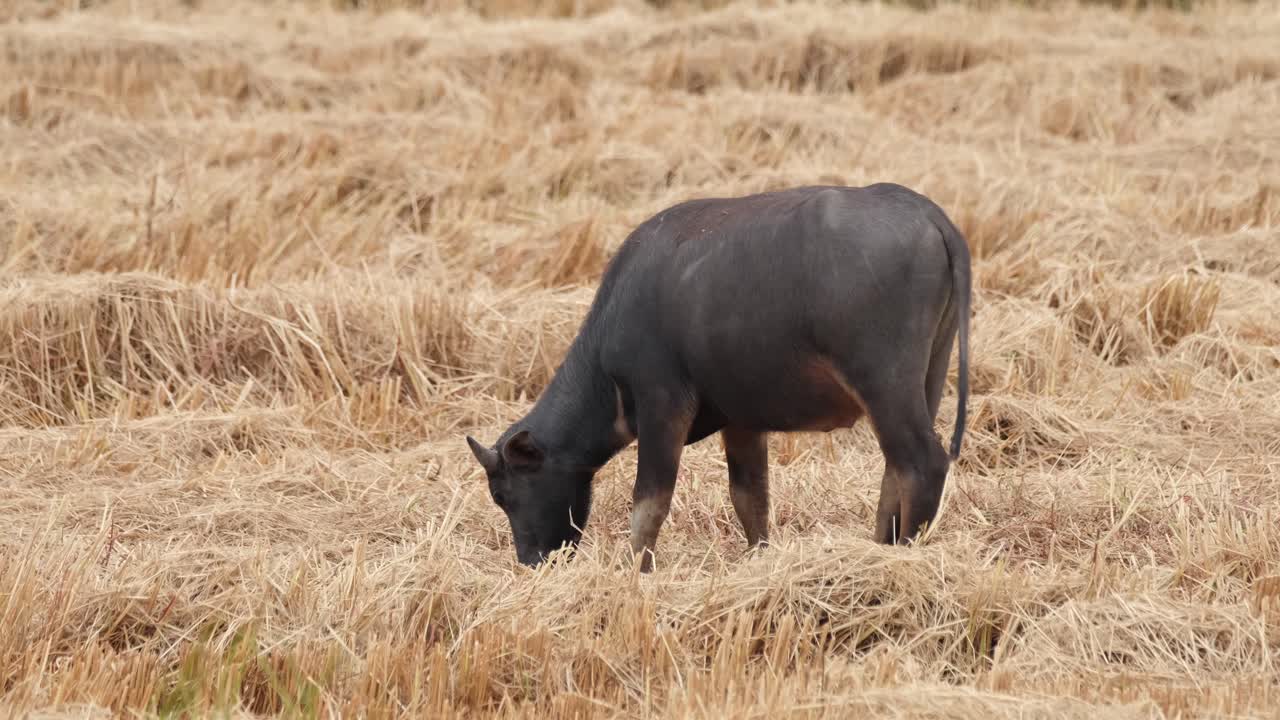 물소, bubalus bubalis, 4k 영상
