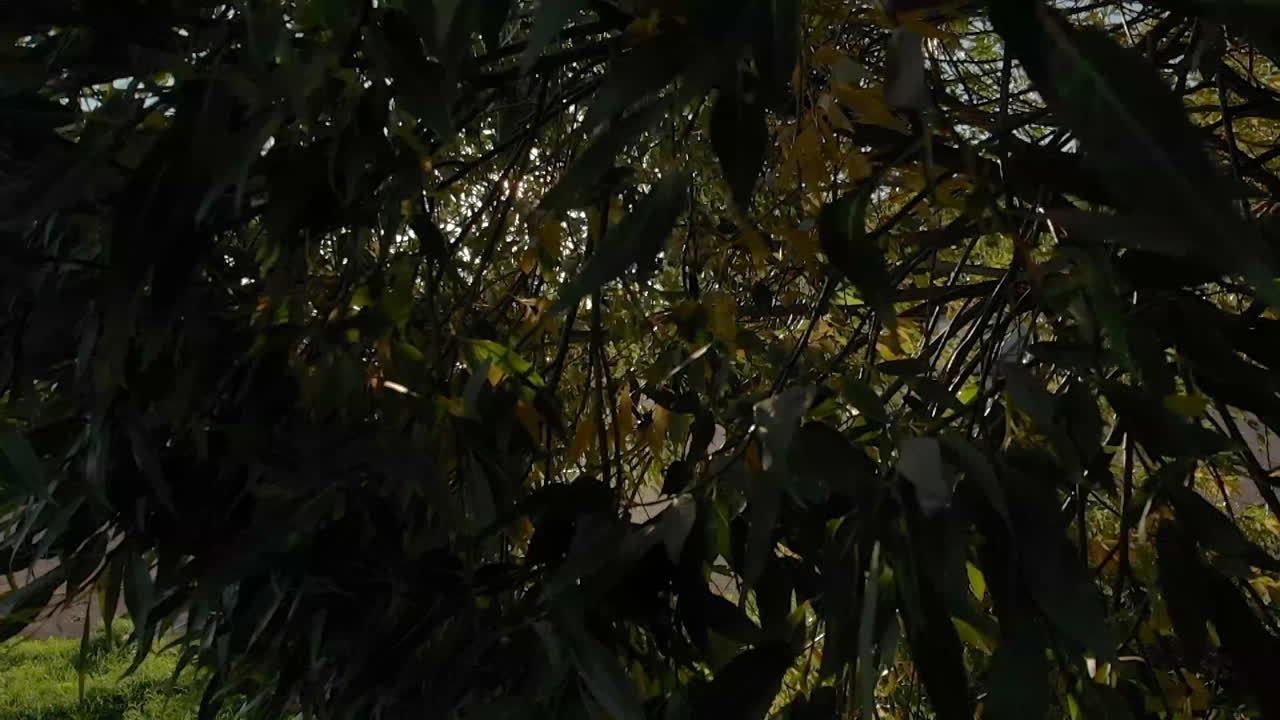 hojas moviéndose con el viento en cámara lenta revelando brillantes rayos de sol