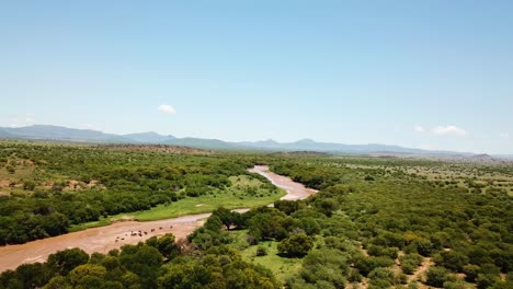 Luftaufnahme-über-Kühe-Oder-Rinder,-Die-Auf-Einem-Schlammigen-Cacadu-Fluss-Und-Weiten-Landschaften-In-Der-Bezirksgemeinde-Chris-Hani-In-Südafrika-Grasen