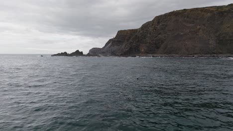 delfines mulares atlánticos en la costa del algarve en portugal