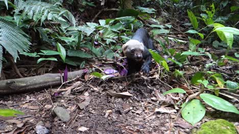 Ein-Tayra-wiesel-Spielt-Im-Dschungel