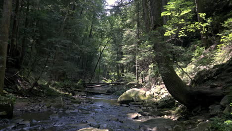 Arroyo-En-Verano-Día-De-Verano-En-El-Bosque-De-Tennessee