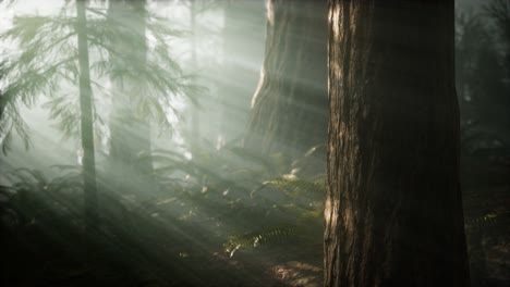 Mañana-Con-Niebla-En-El-Parque-Nacional-De-Las-Secuoyas