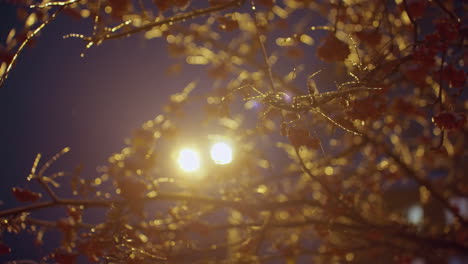 winter tree branches covered in ice and snow illuminated by golden glow from streetlights against deep blue evening sky, with light poles and power lines in the background