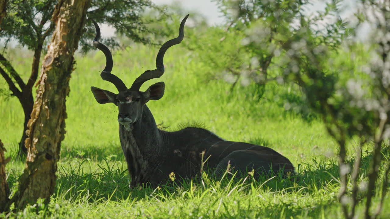 bajo un árbol en la sabana africana, sus cuernos en espiral brillando en la sombra