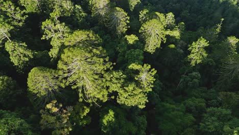 Luftaufnahme-Der-Einzigartigen-Bunya-Kiefern-In-Einem-Wunderschönen-üppigen-Regenwald-Am-Bunya-Mountain-Queensland