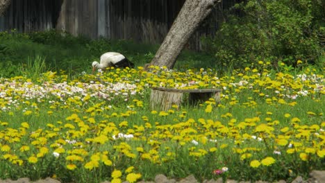 La-Cigüeña-Blanca-Buscando-Comida-En-El-Campo-De-Diente-De-León-En-El-Soleado-Día-De-Primavera,-Plano-Medio-Desde-La-Distancia