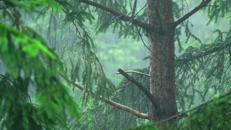 a pine tree trunk in heavy rainfall