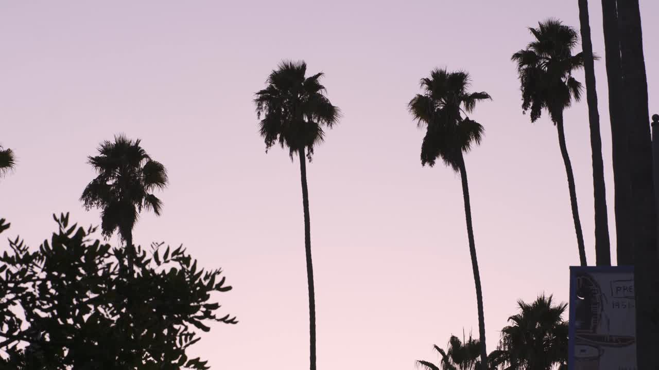 Palm trees in LA