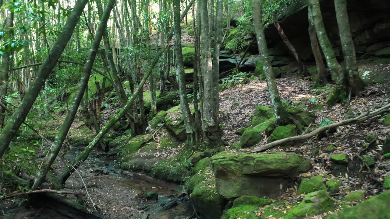 Drone flying through cine forest creek