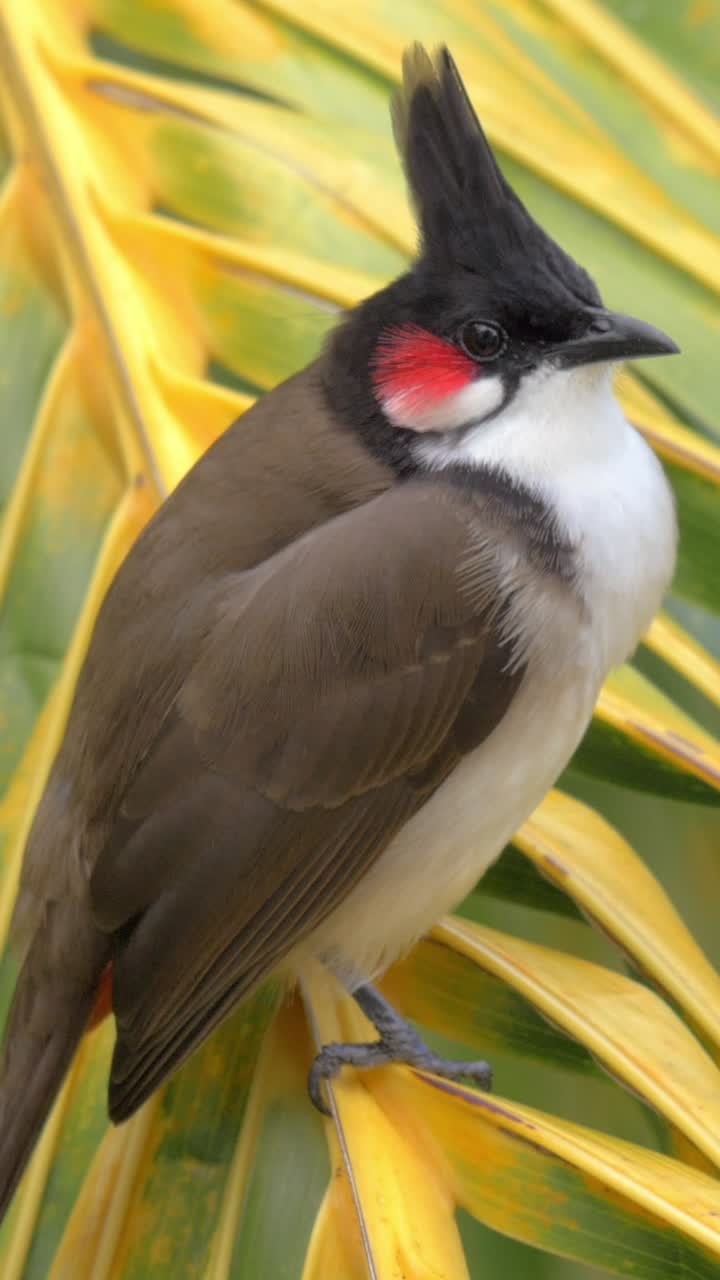 Bulbul dai baffi rossi appollaiato su una fronda di palma e in volo
