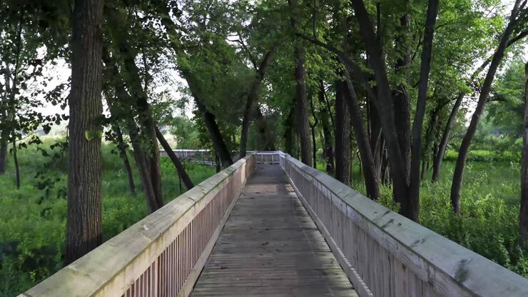 Sentiero tranquillo attraverso una foresta lussureggiante