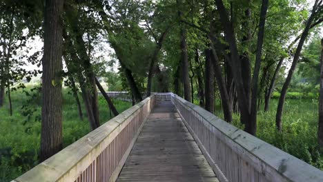 peaceful walkway through a lush forest