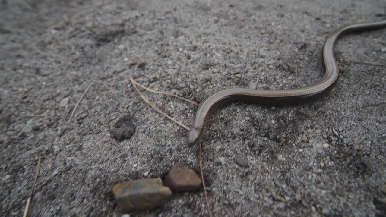 un primer plano de una serpiente arrastrándose por el suelo