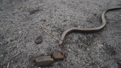 A-closeup-shot-of-a-snake-crawling-on-the-ground