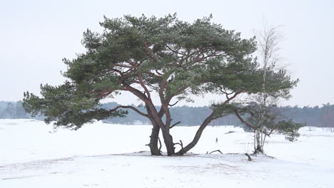 árbol único en dunas cubiertas de nieve