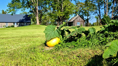 motion video of pumpkin plants with giant leaves in garden during afternoon