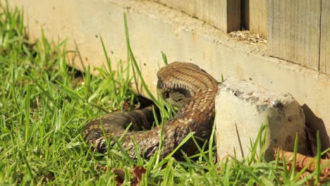 Lagarto-De-Lengua-Azul-Moviéndose-Acurrucándose-Junto-A-Una-Valla-De-Piedra-En-El-Jardín