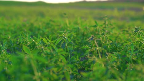 Campo-O-Plantación-De-Cáñamo-Legal---Vista-De-Cerca-De-Las-Plantas-De-Cáñamo-Que-Se-Pueden-Utilizar-De-Varias-Maneras---Enfoque-Selectivo