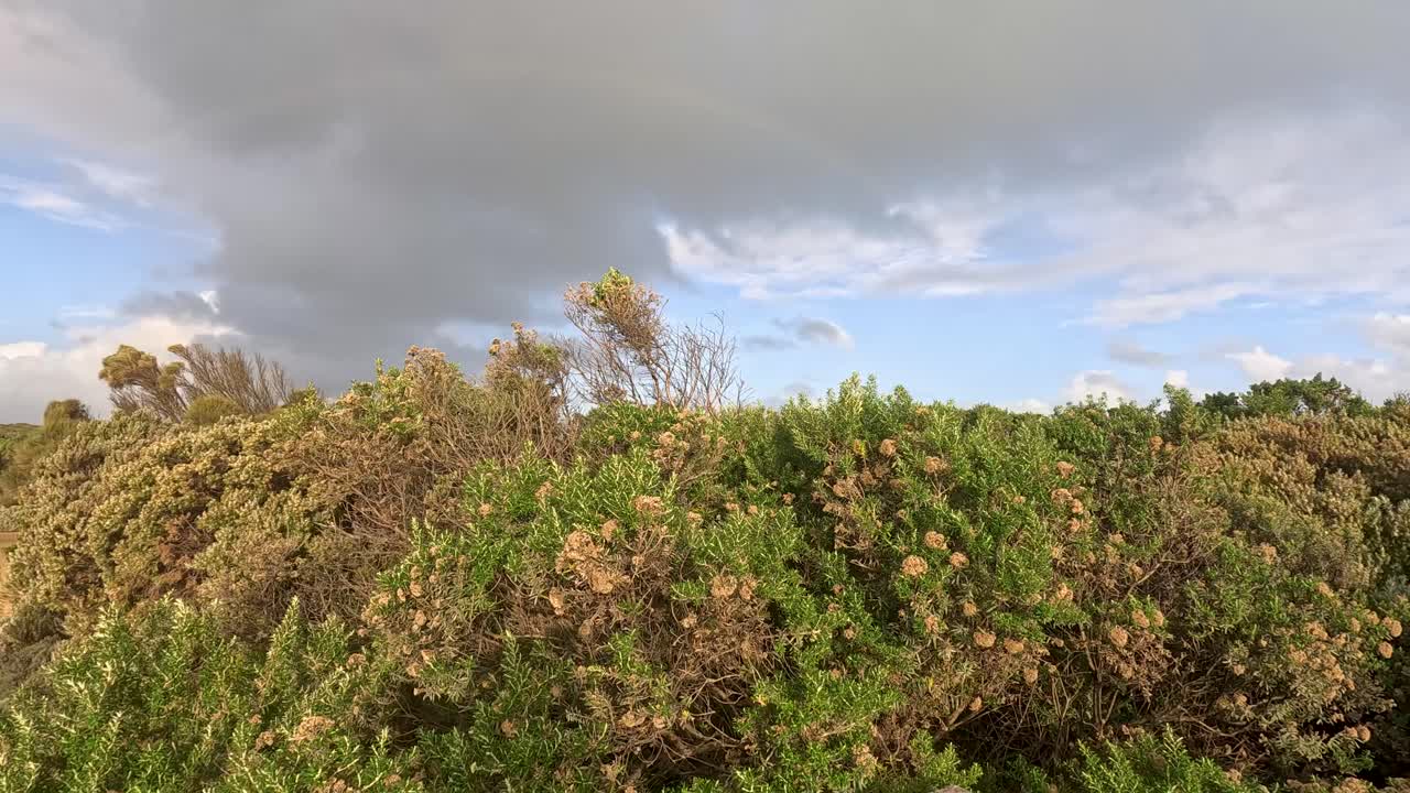 vegetación exuberante bajo un cielo nublado