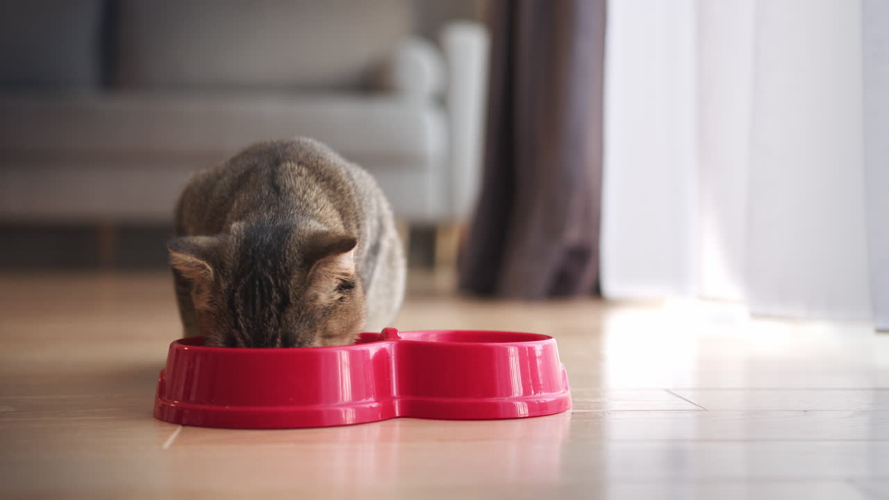gato comiendo de un cuenco rojo