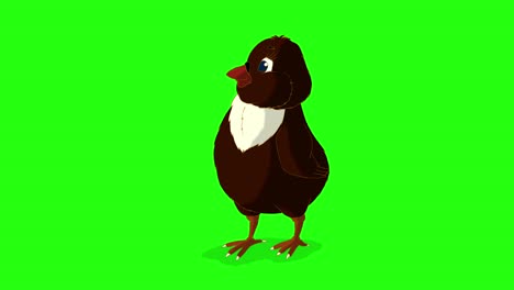 little black chicken looks around (chroma key)