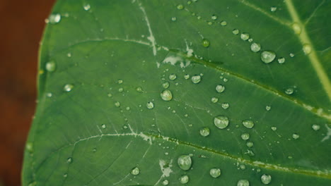 Close-up of a leaf with water droplets