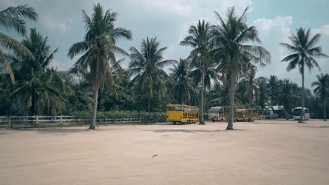 tourist cars stand on wide parking area among high palms