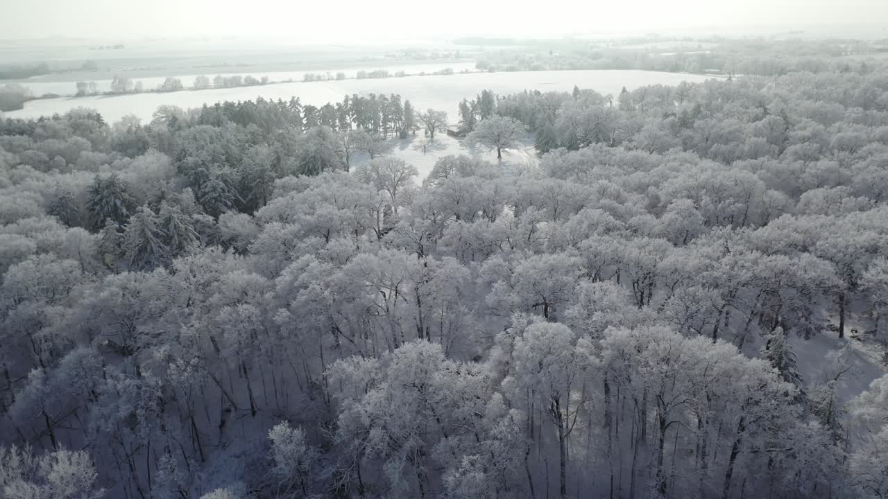 눈 덮인 숲과 수평선에 하얀 들판의 공중, 돌고